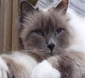 Blue point volwassen #catterycyliyana